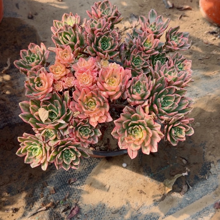 507甜茶多肉植物