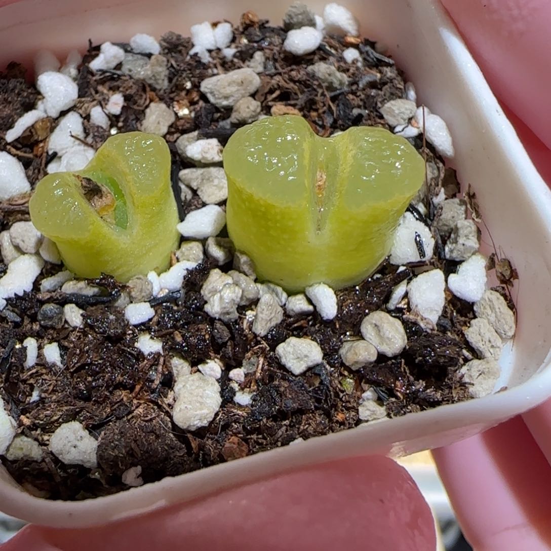 肉锥多肉植物百科-风铃326