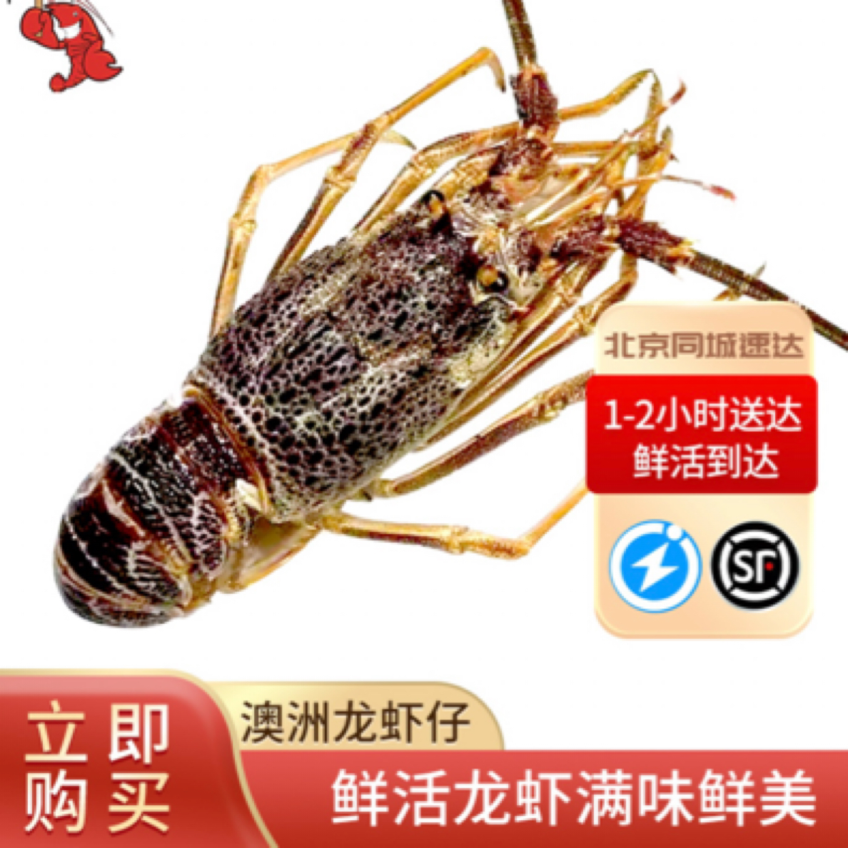 鲜活澳龙仔龙虾仔南非龙虾4-8两每只