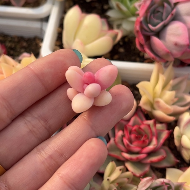 红手指锦一颗价格发货