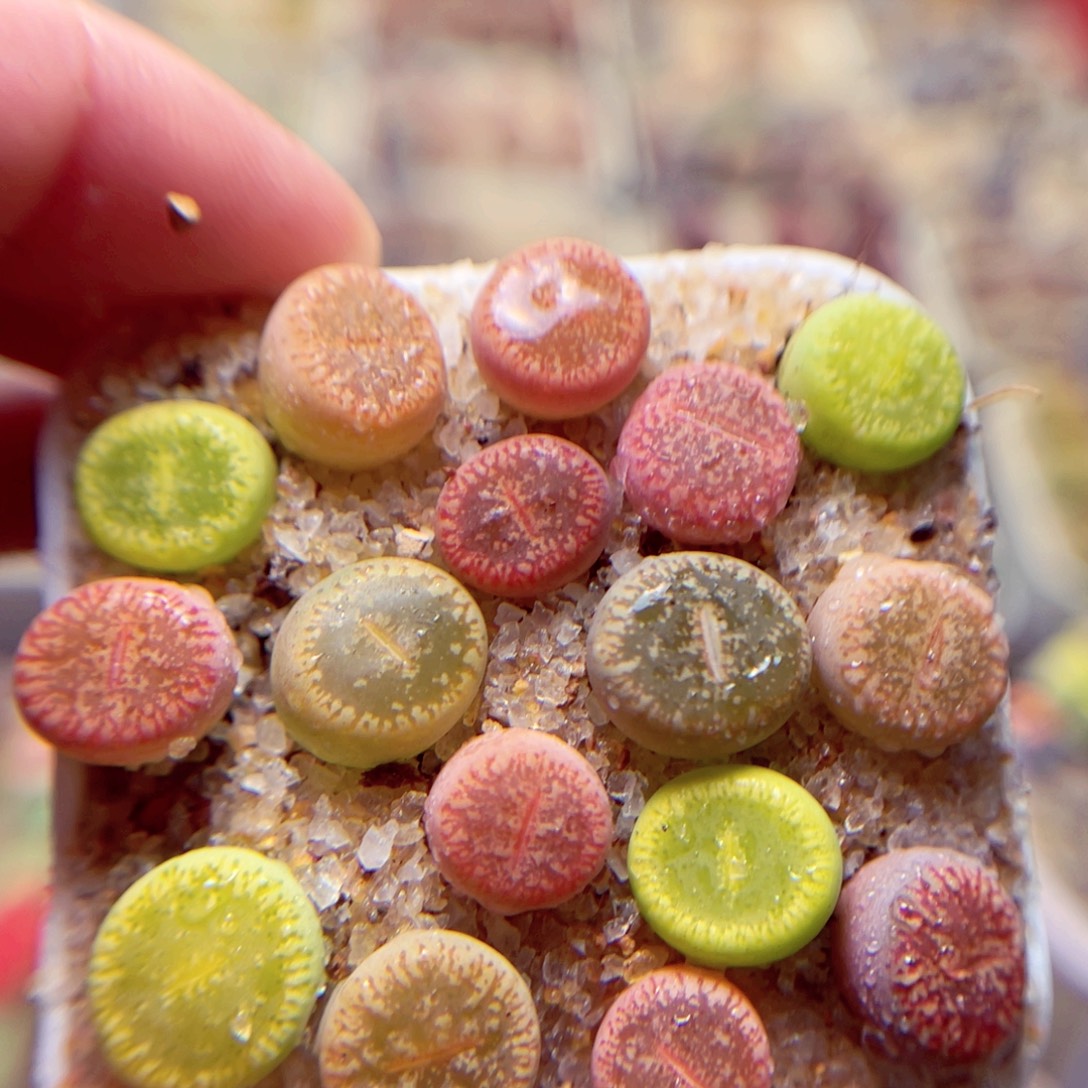 556号带盆包邮发货