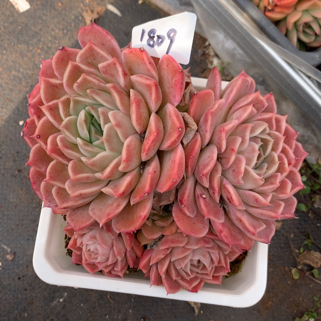 1809杂交多肉老桩