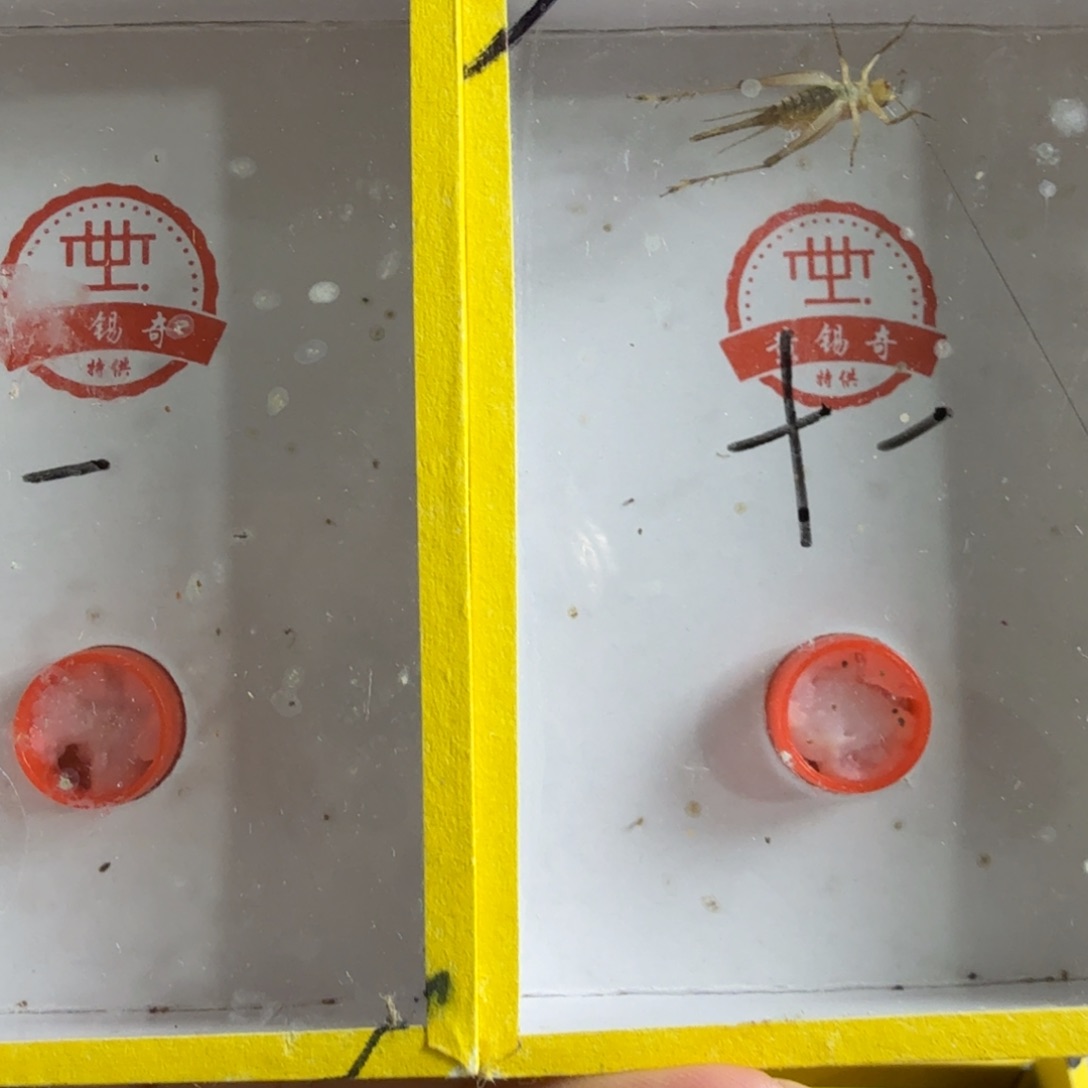 十**栽拍下发2只短须大黄龄