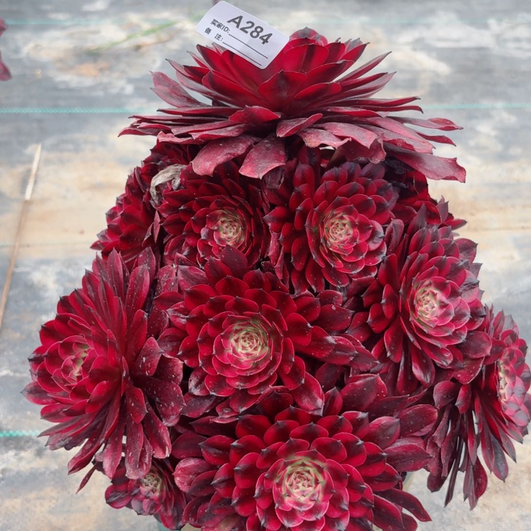 284美肌多肉植物