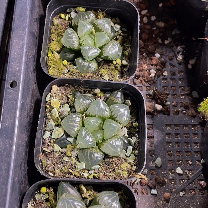 糯米玉露带盆土发