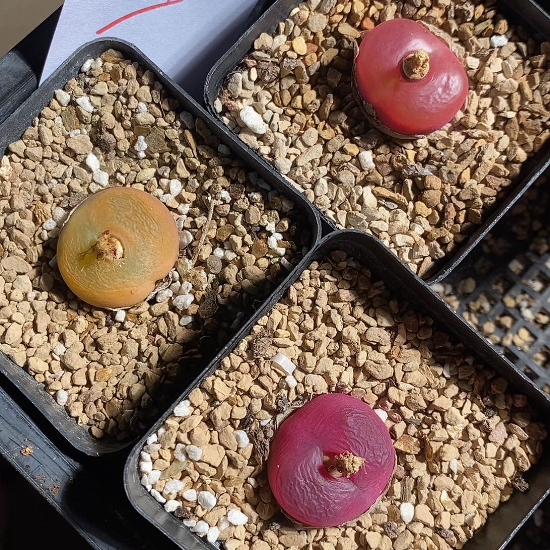 28337。 一组带盆。    蟠桃。