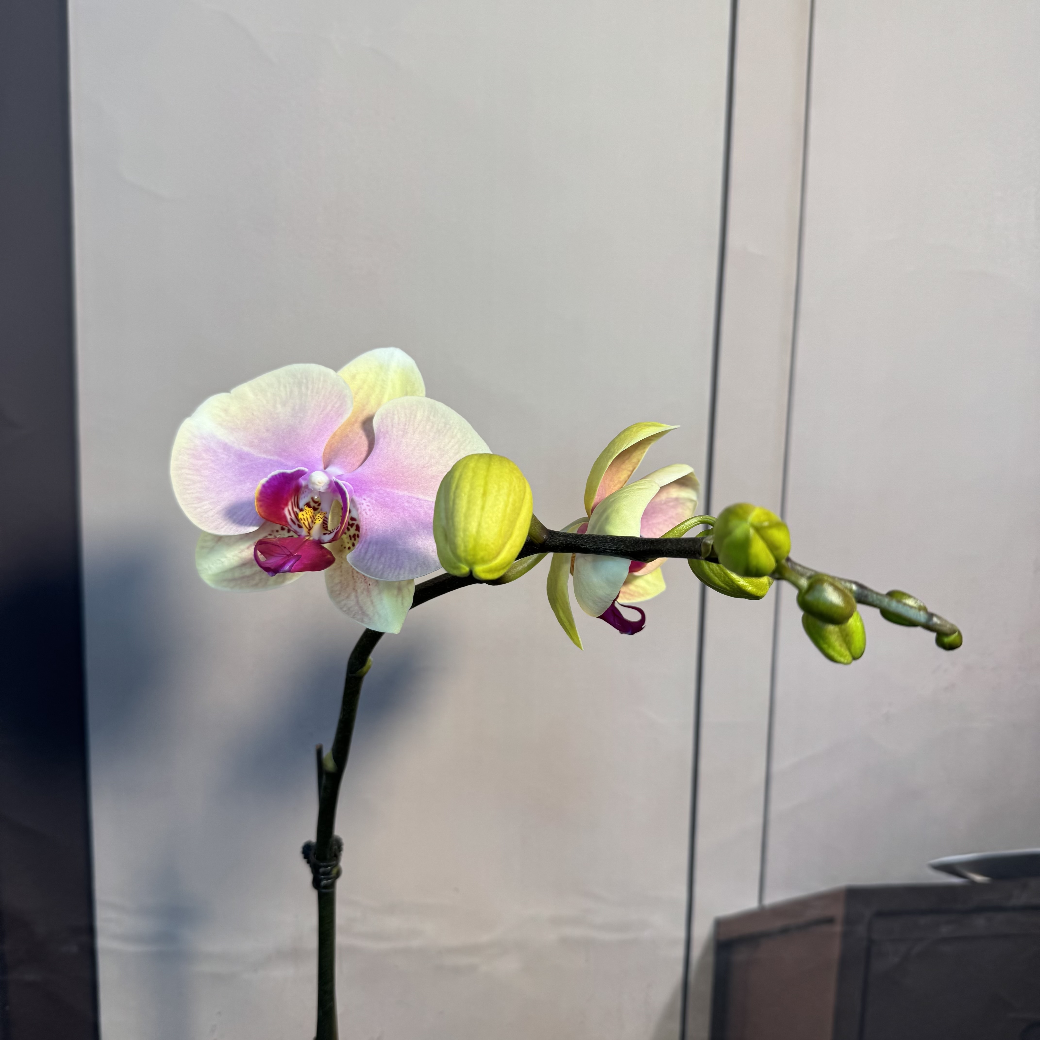 【蒙娜丽莎】3.0寸杯 蝴蝶兰开花带花苞室内 花卉绿植 大美专属