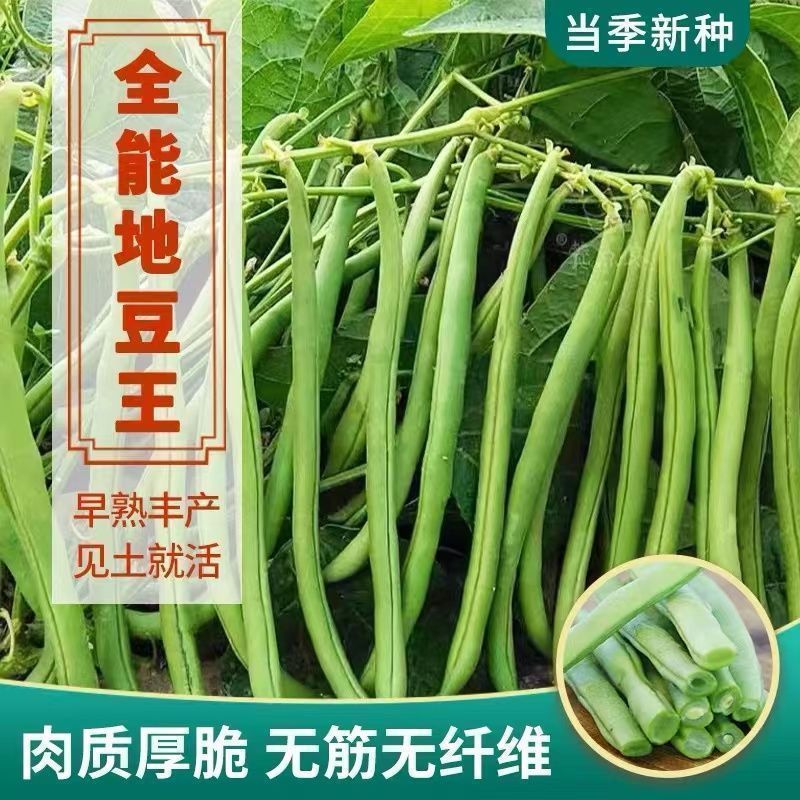 每包约200粒四季无架地豆种子高产不搭架豇豆豆角种子