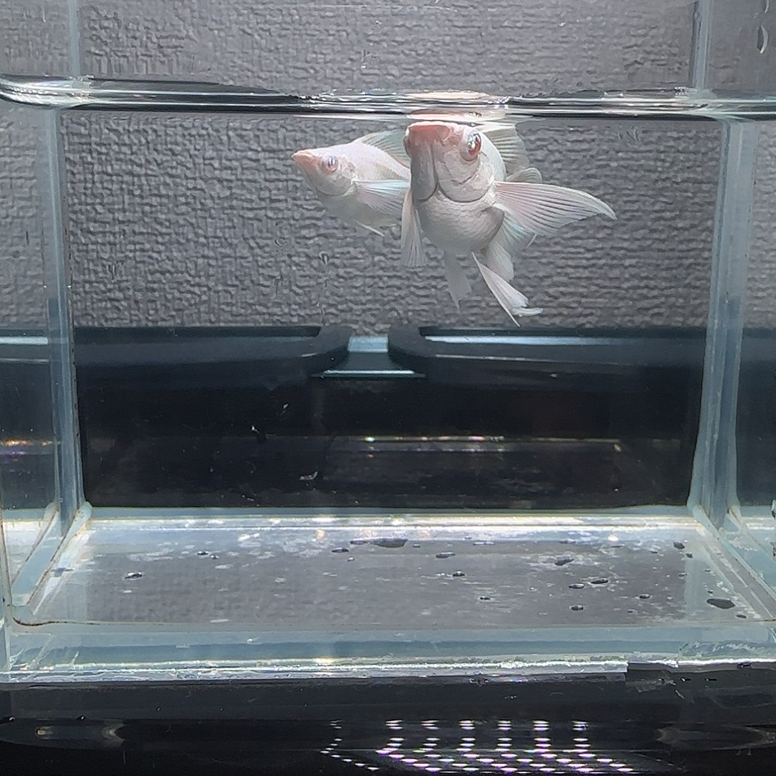 黑玛丽鱼瓷白粉钻眼