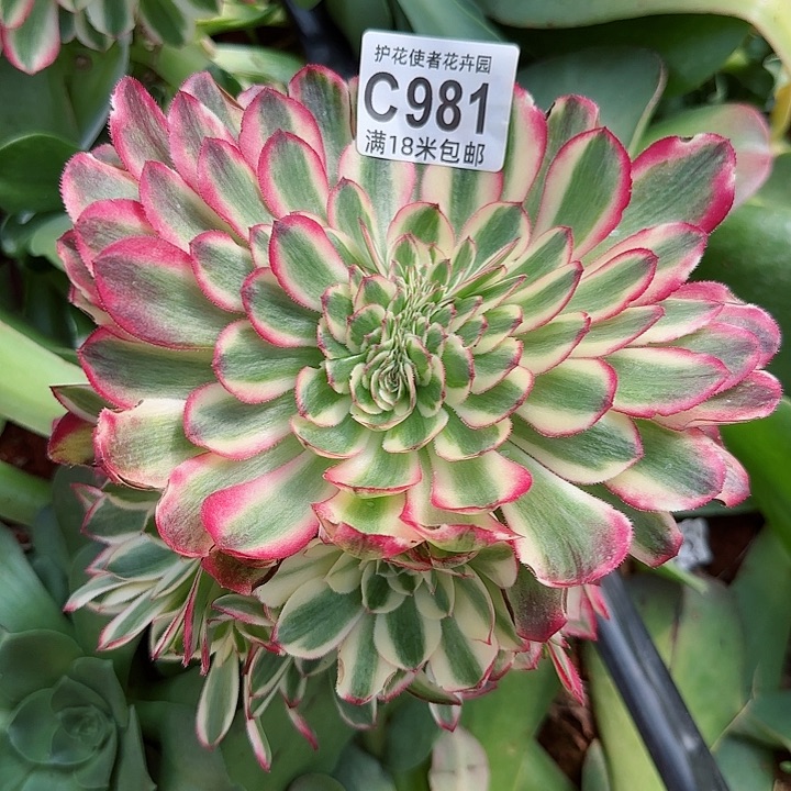 多肉法师倾城朵朵