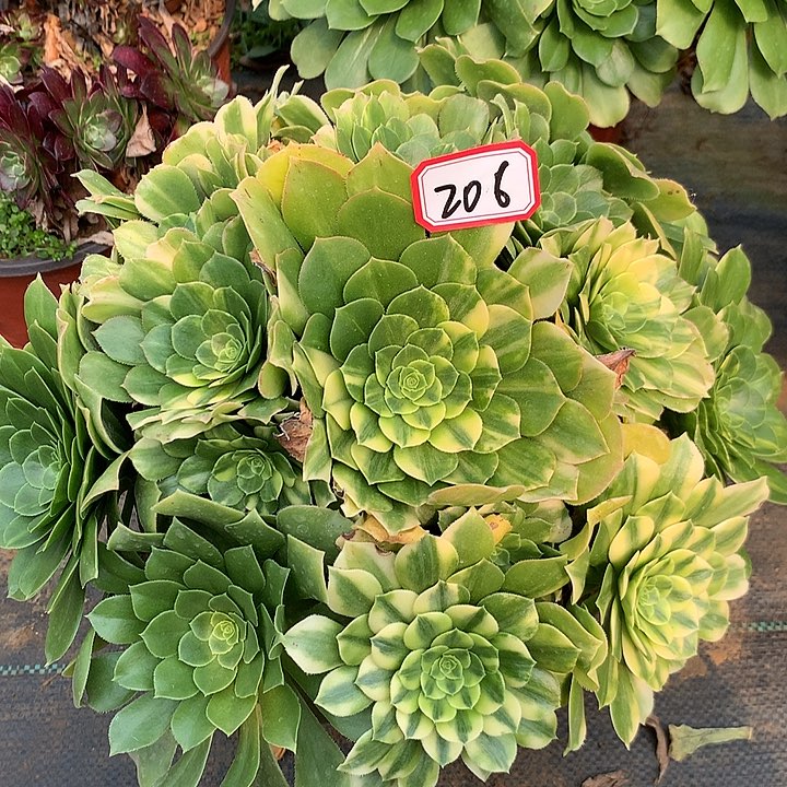 五彩硫离多肉植物206