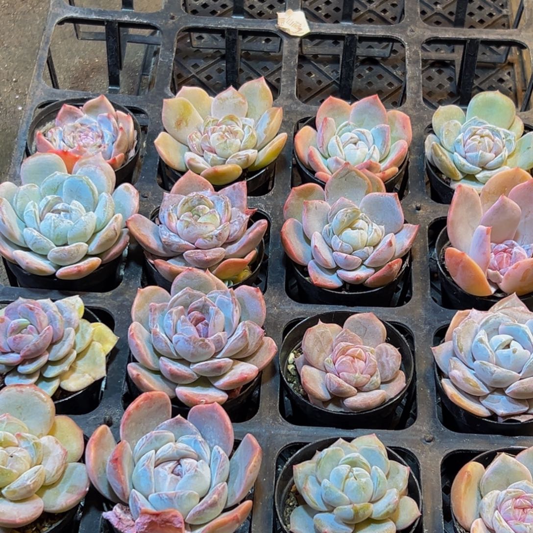 523多肉的小龙虾和一