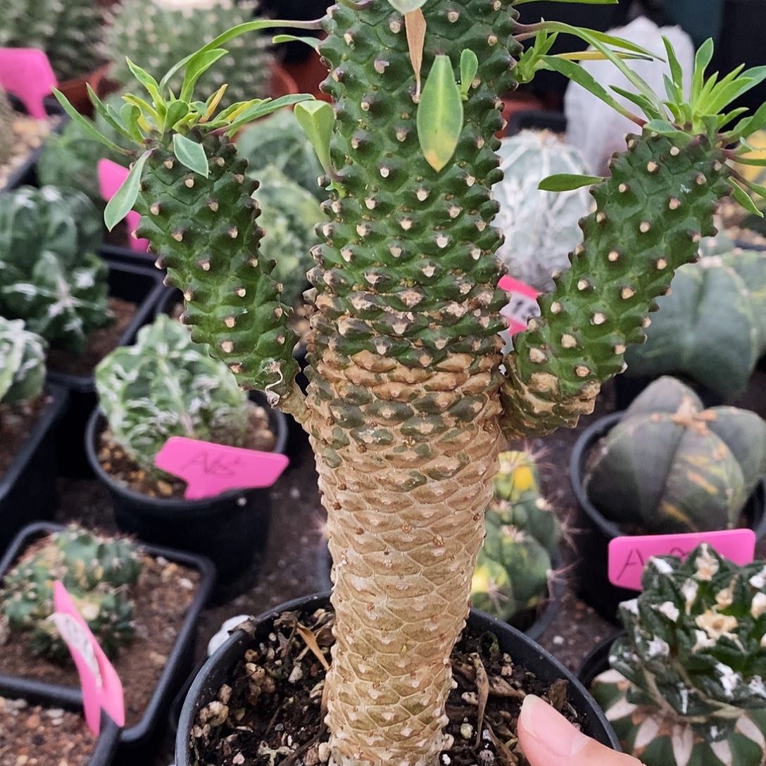 花花草草花花草草