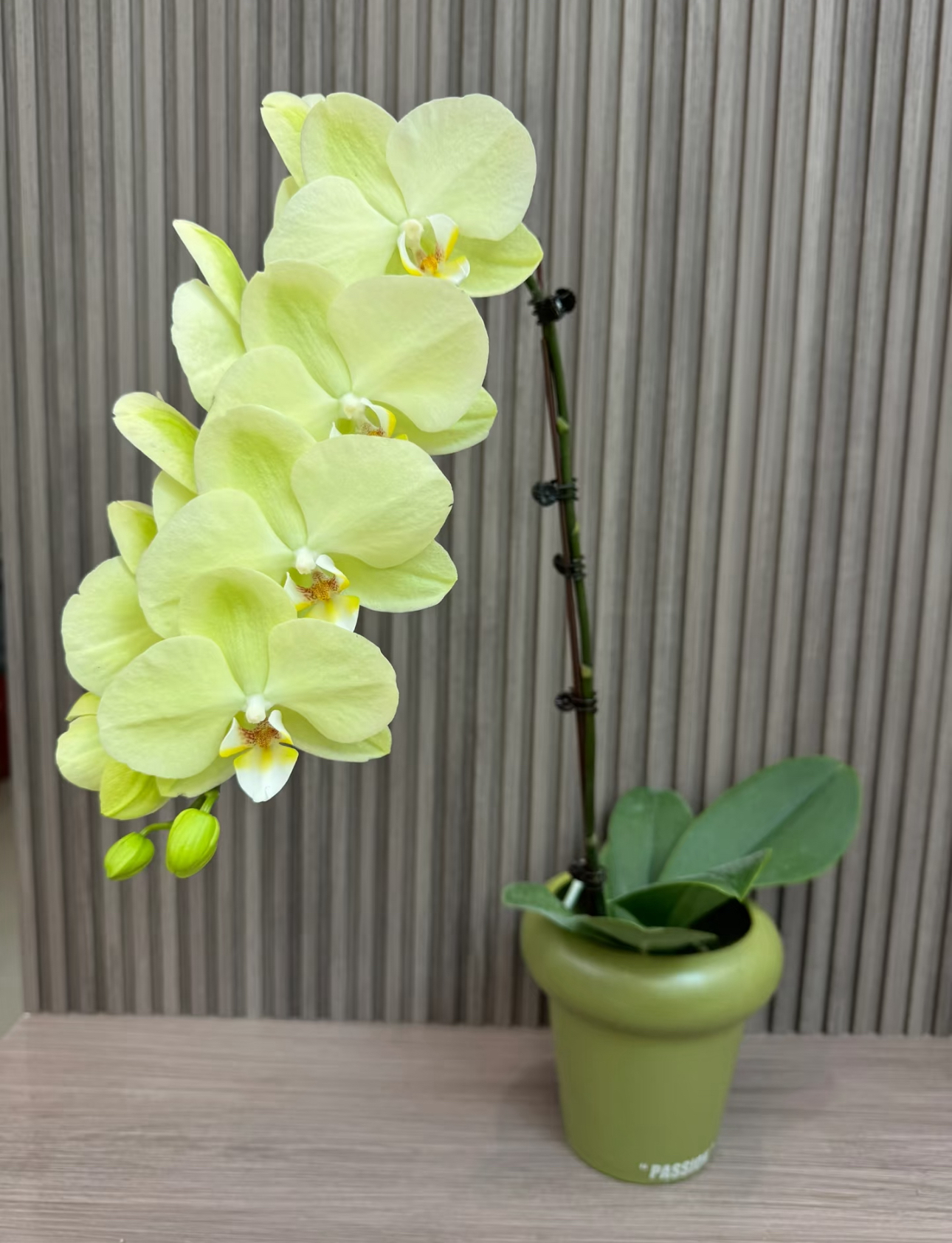 【日光浴】花苞株 蝴蝶兰 3.5寸杯 双花剑发货