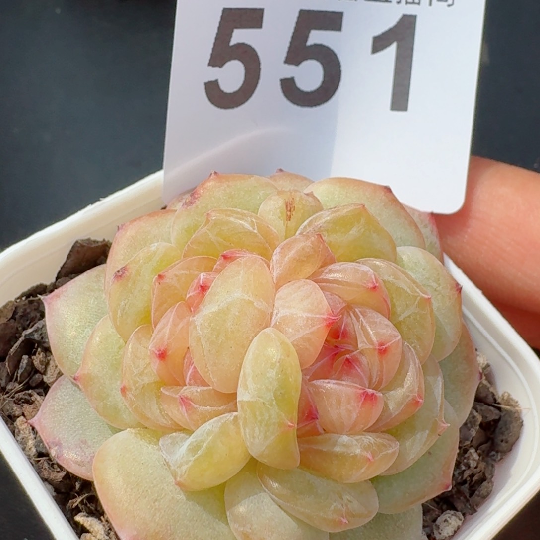 双心财富系列         精品多肉