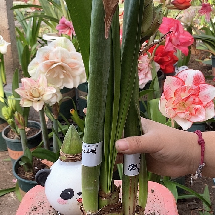 双梦三花剑丑球无售后464号