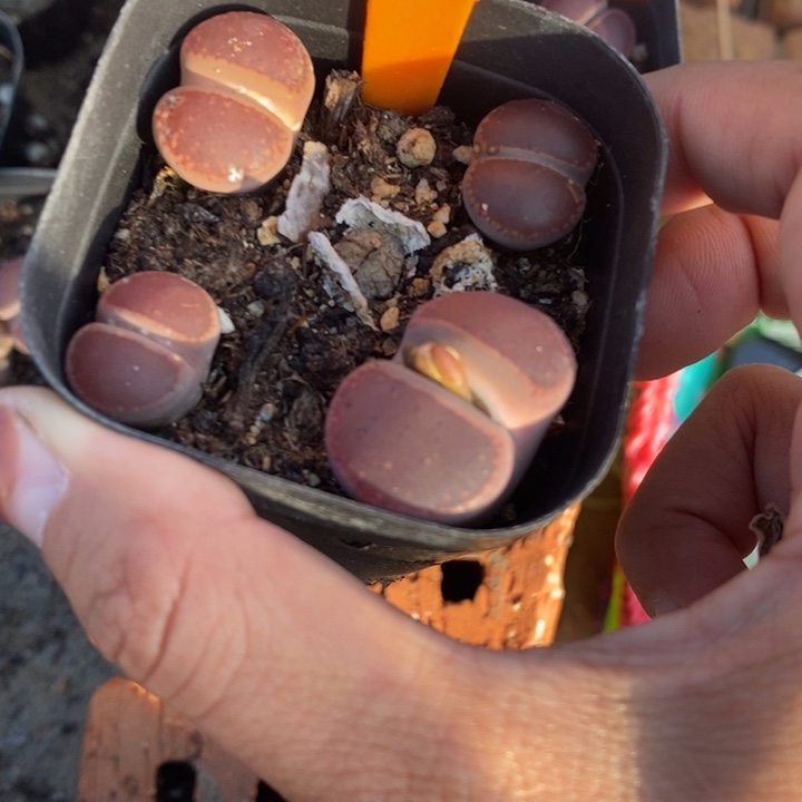 花***岸生石花等植物的生长998