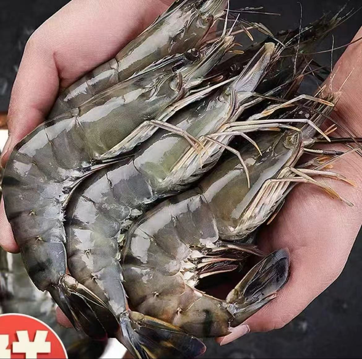C【春春海鲜】精品特大号黑虎虾3斤/盒 活虾速冻 10-13只左右/斤