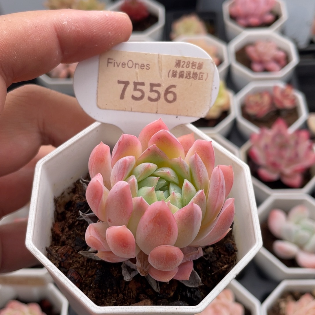 冰雪女王7556-5厘米