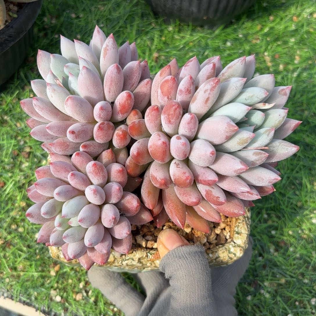 所罗门888888888888多肉