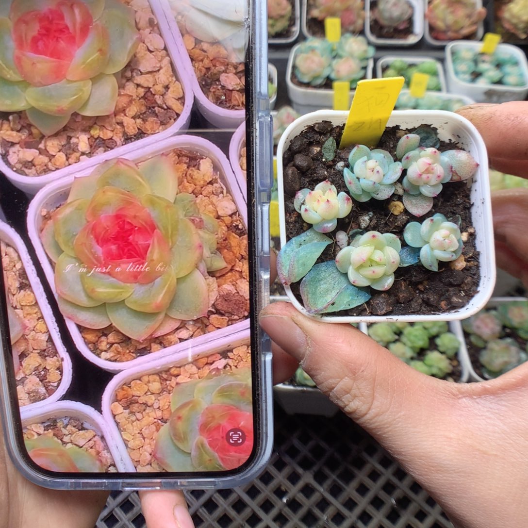 无花朵浮翠珍妮5颗yyyyyy