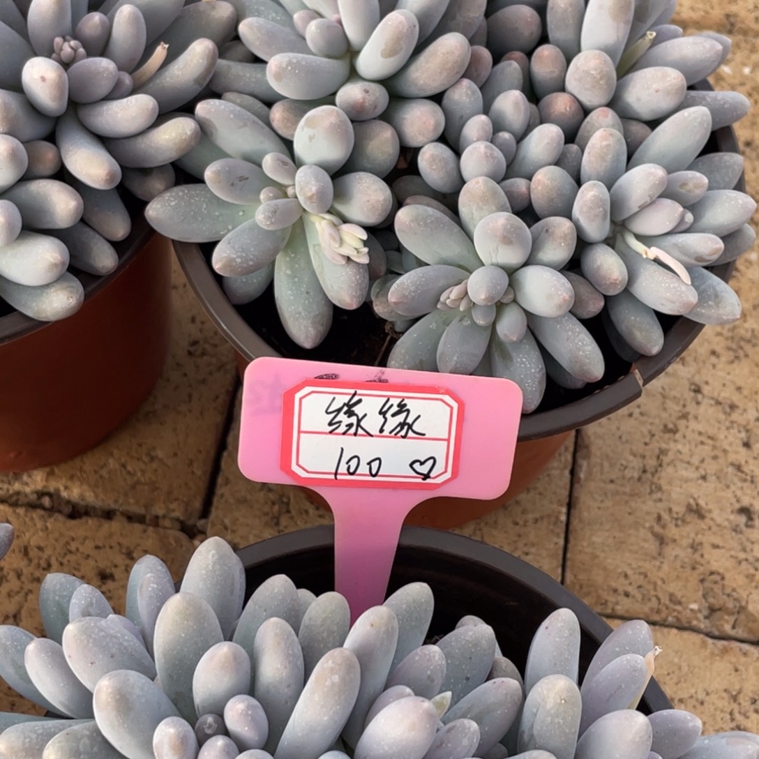 缘***缘缘缘100、              