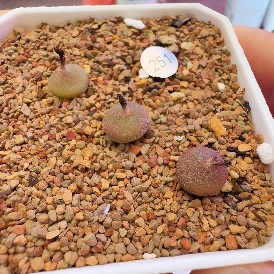 多肉植物福利肉锥哈默灯泡