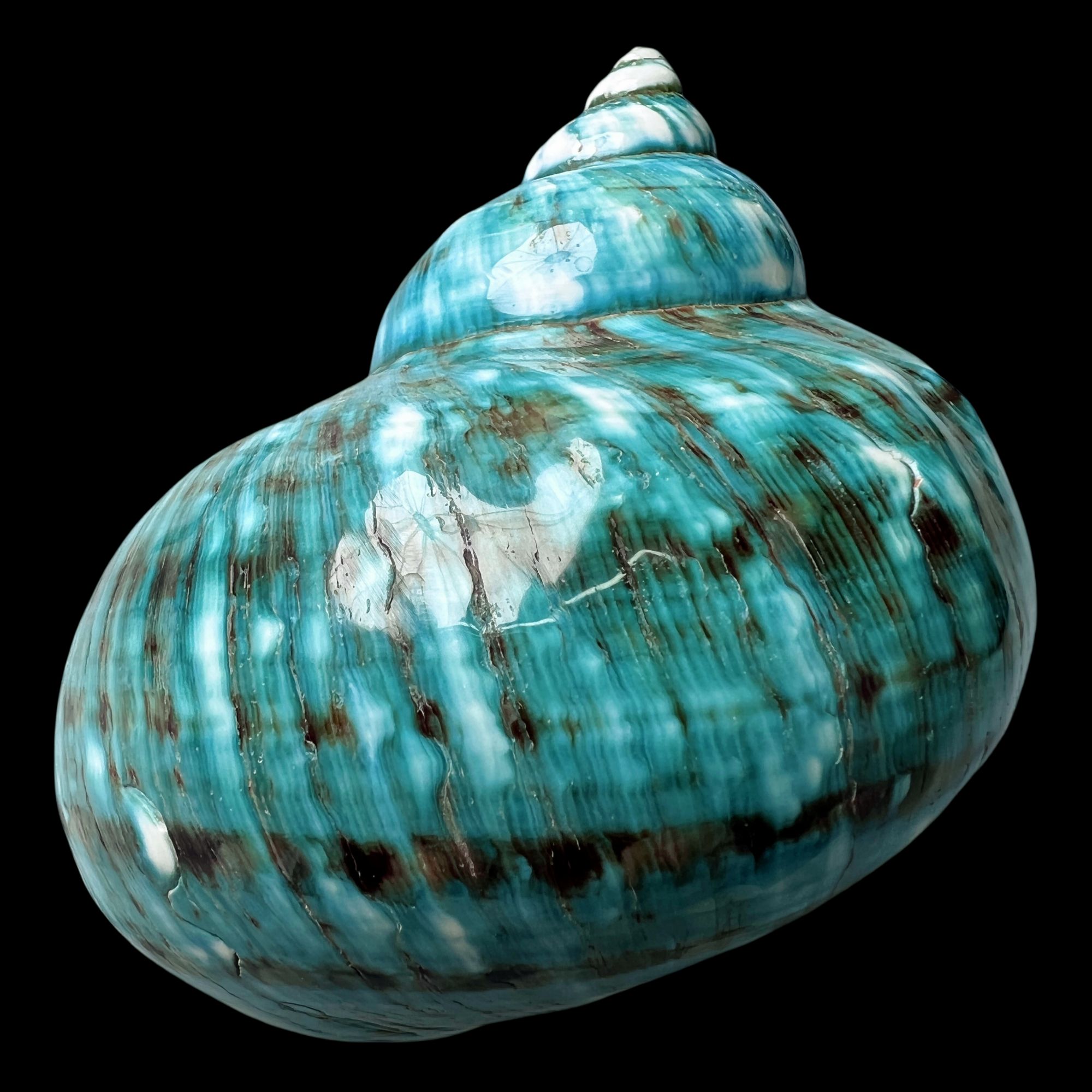 【帝王螺杯（特大！精品）】98.4mm 赠1串杯托 天然贝壳 Q9