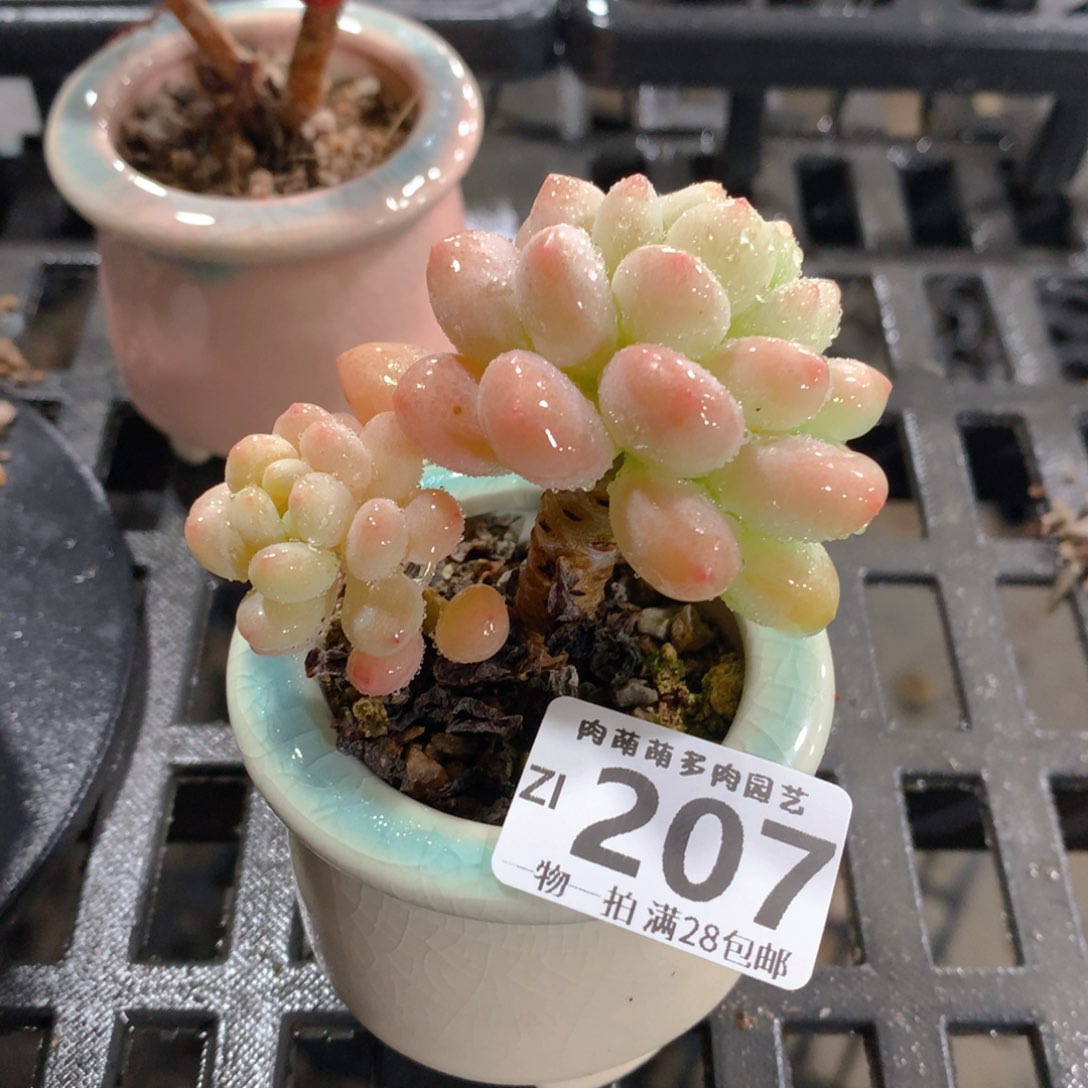 肉萌萌拇指盆精控多肉ZI207