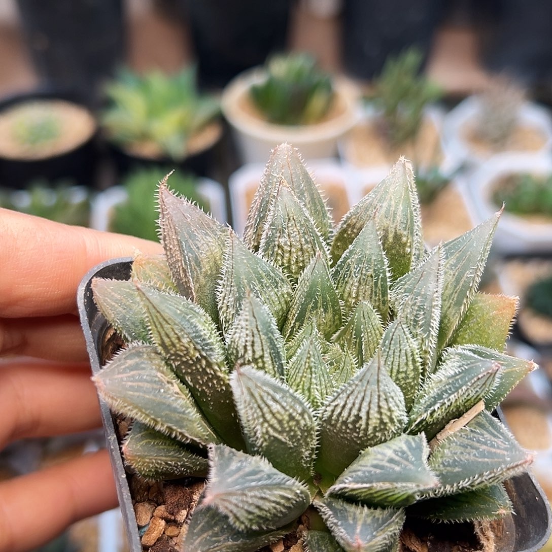 绘卷玉露一颗一颗