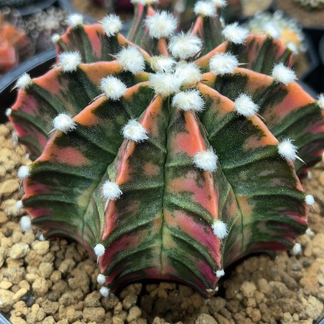 泰系实生根，高绒虎斑肋骨锦