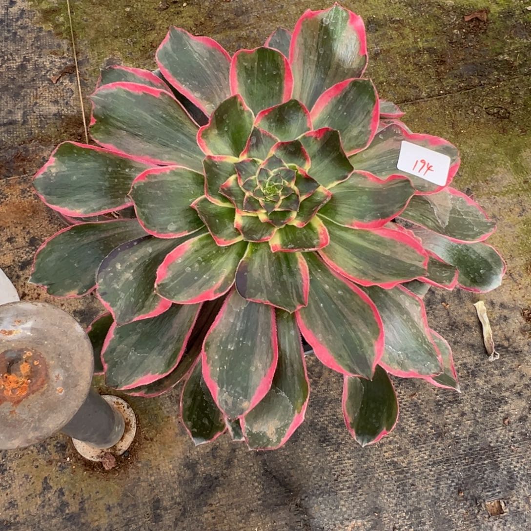 194恶魔之眼多肉多肉多肉