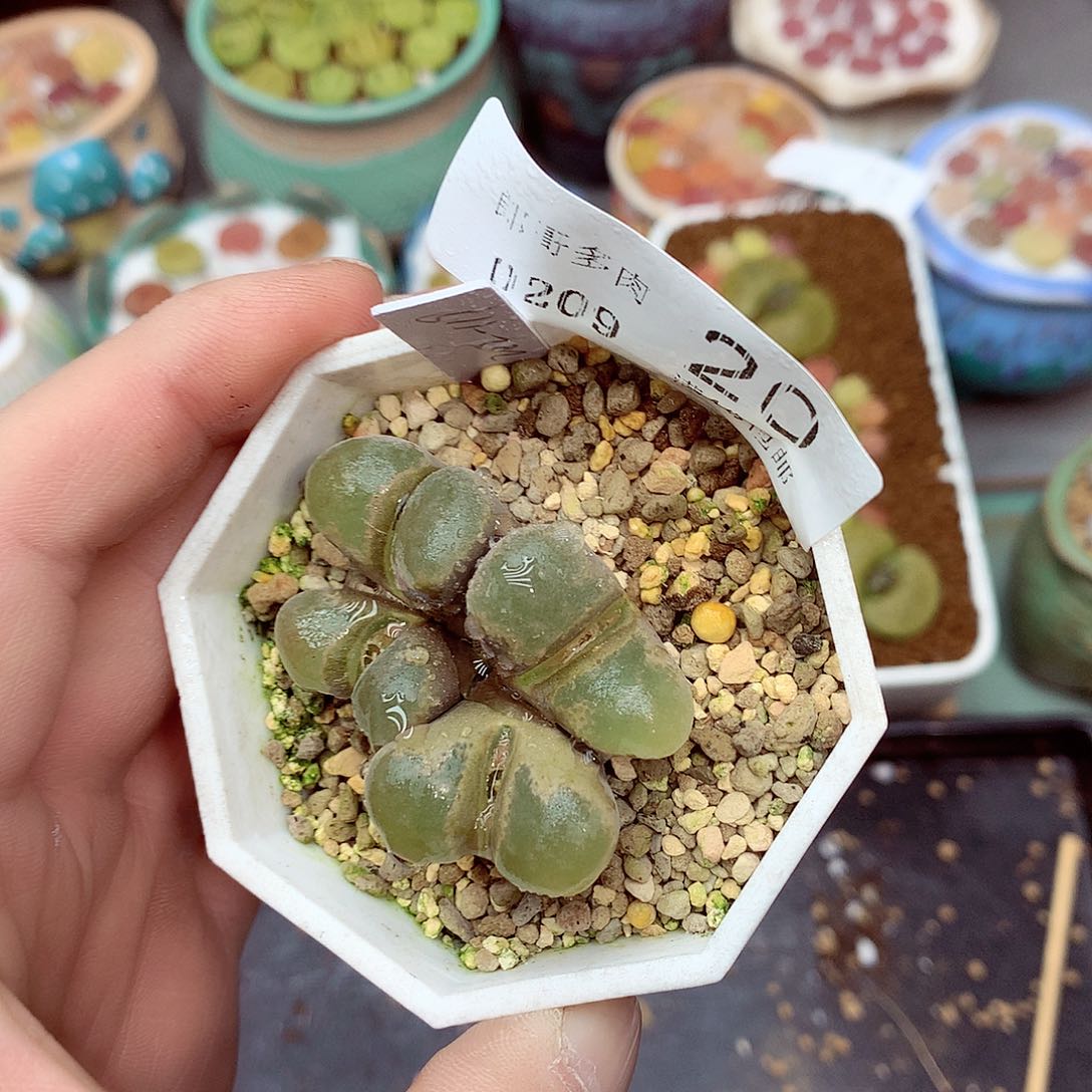 郎哥多肉生石花9-20