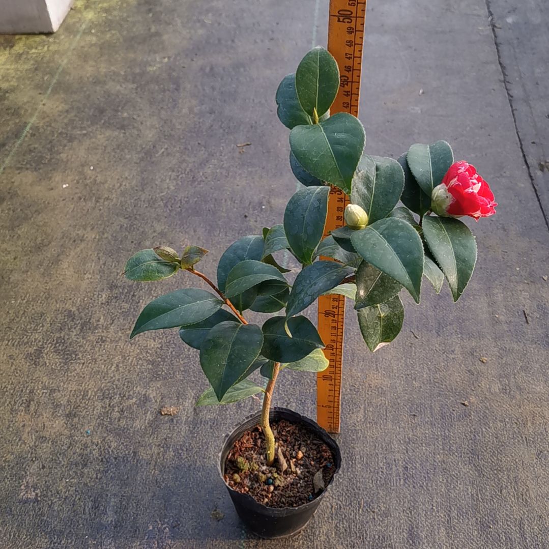 少量花朵（建议范围：2朵-5朵 或40%以下）帕克雷欧