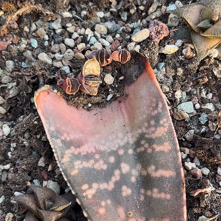 独**下叶插111111111111111