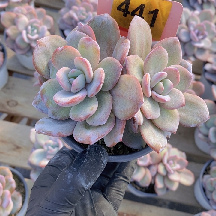 441号韩版奶茶一颗4头