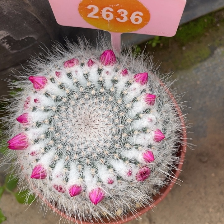 .***達实生渔翁263600000000