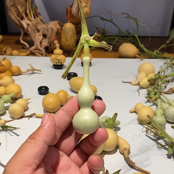紫****斯精品葫芦手把葫芦2