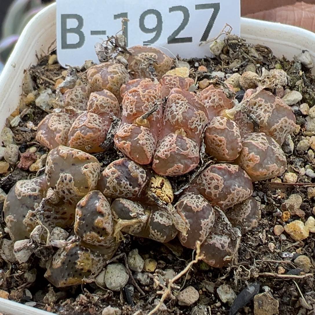 多肉植物11111111111111