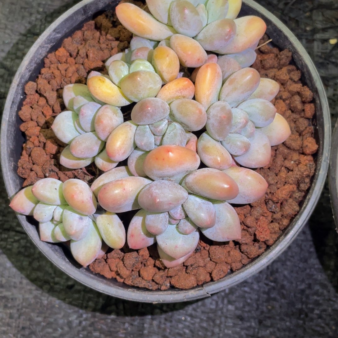 梅***子多肉植物盆栽多肉植物多肉植物