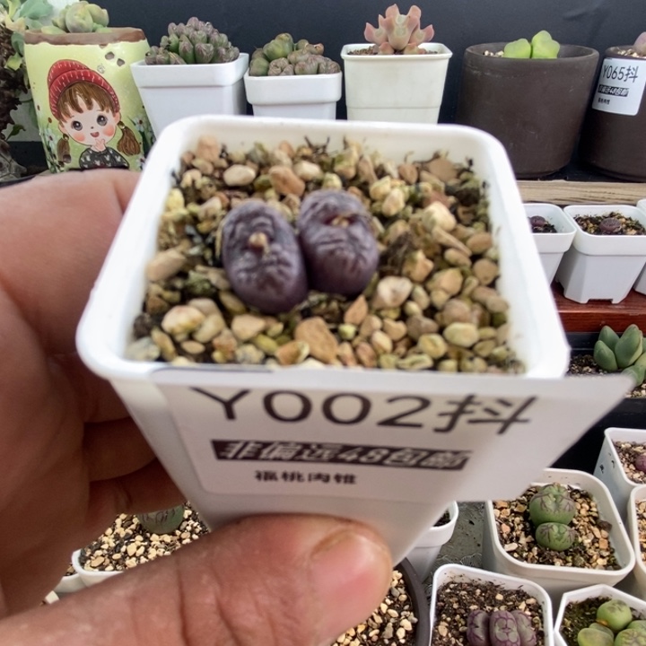 多肉一物一拍002号马克李子双头