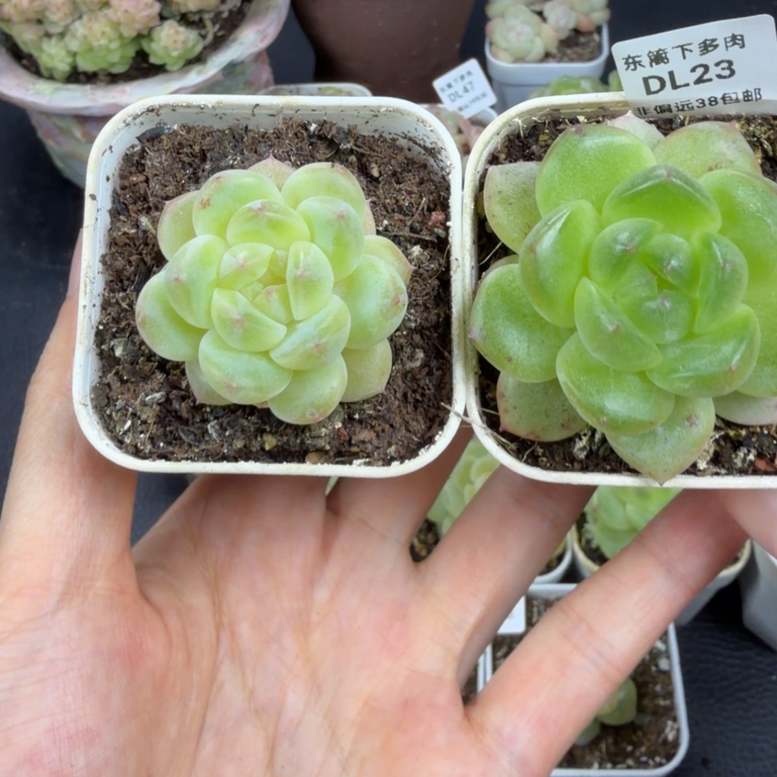 东篱下多肉植物哈哈哈23