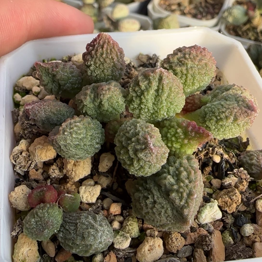 巧乐兹水泡多肉植物