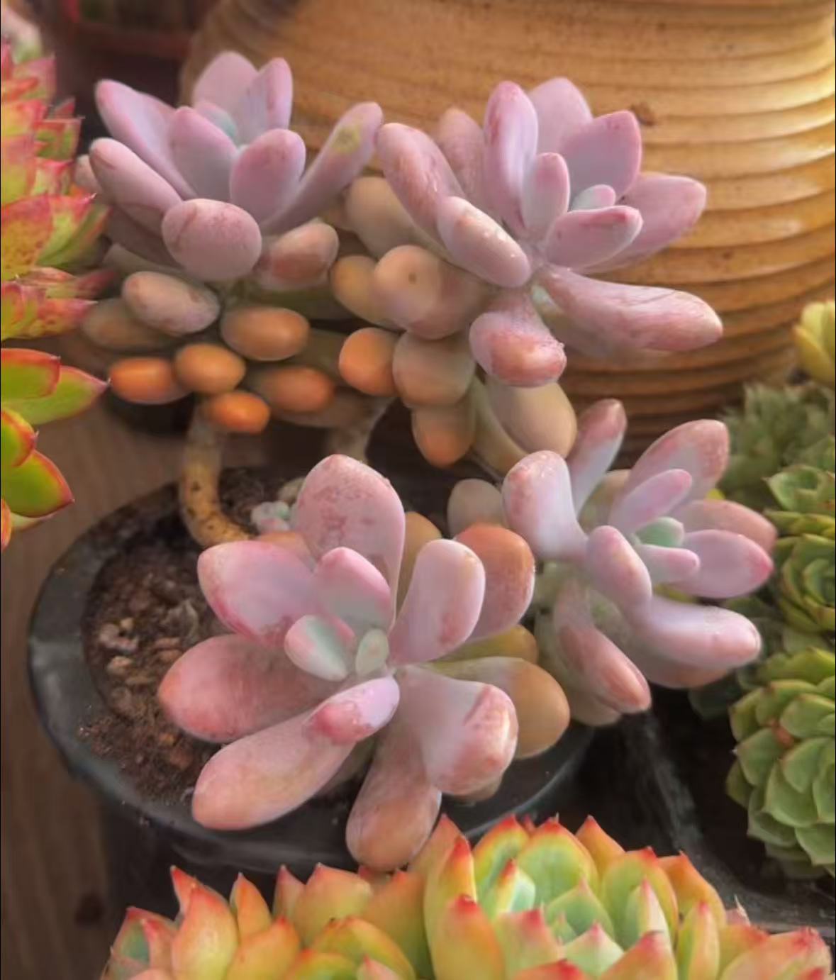 多肉植物老庄桃蛋多样性发(新手好养精品盆栽植物多肉）