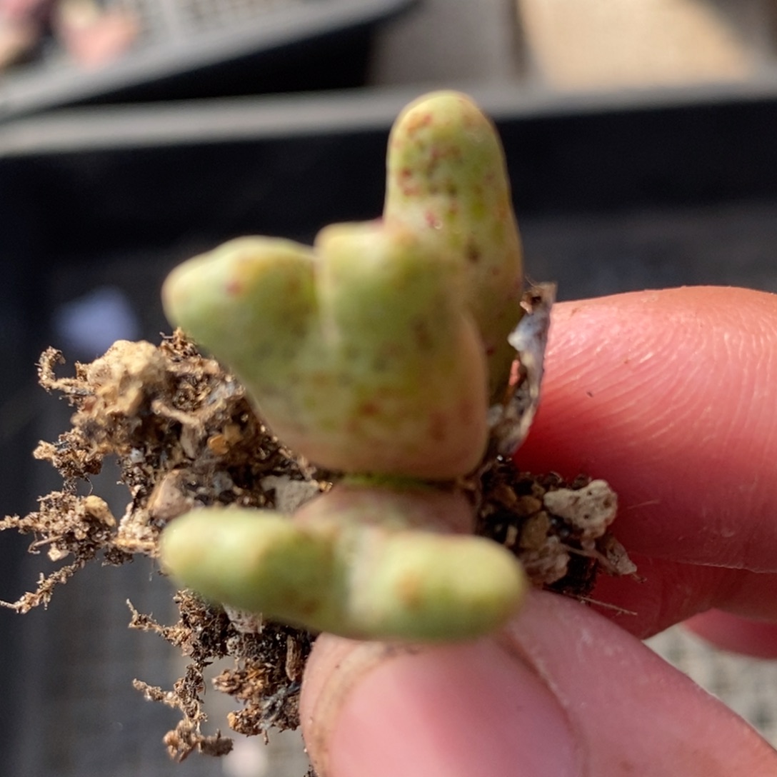 1456鹿角斑马一群