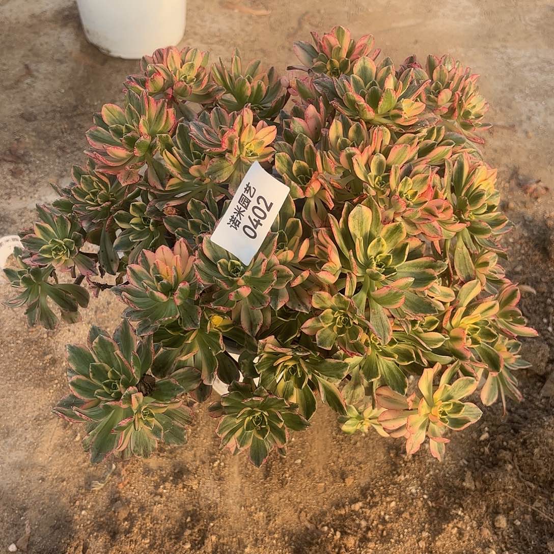 甜茶老庄多肉植物402