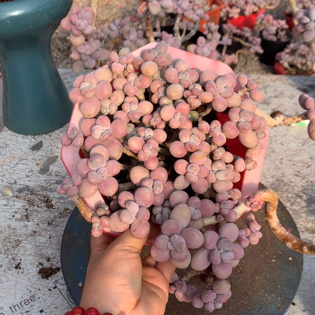 桃蛋有瑕疵福利15号不带盆