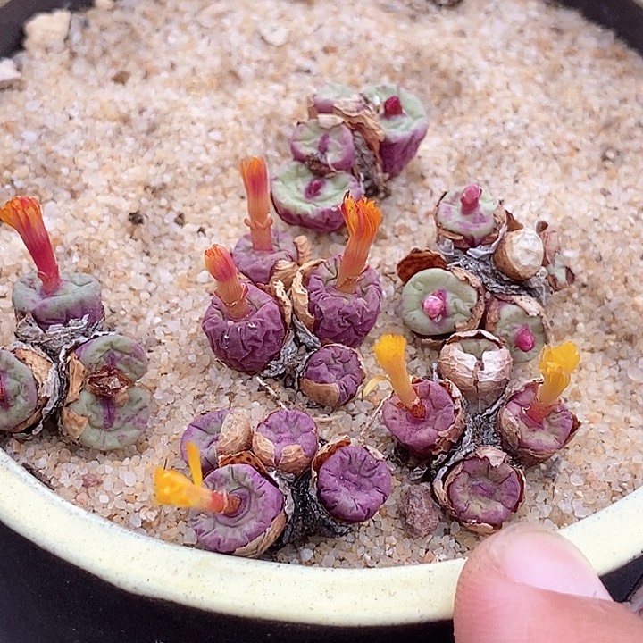 8559群生小红嘴一颗