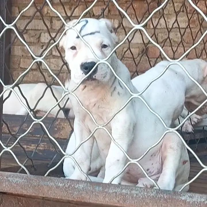阿根廷双血统杜高幼犬