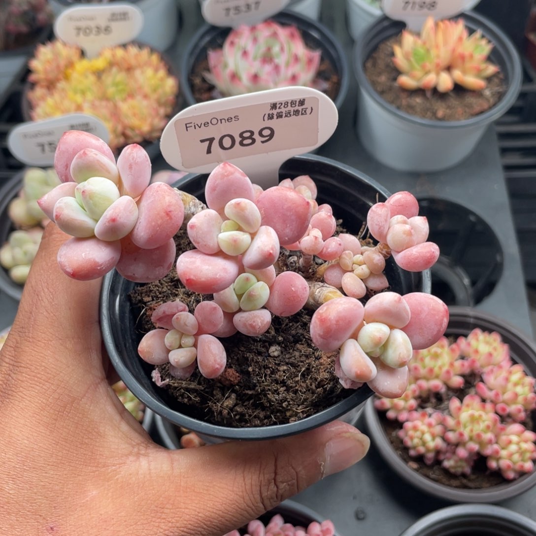 7089樱花洛神10.0